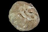 Fossil Sea Urchin (Psephecinus) - Morocco #104526-1